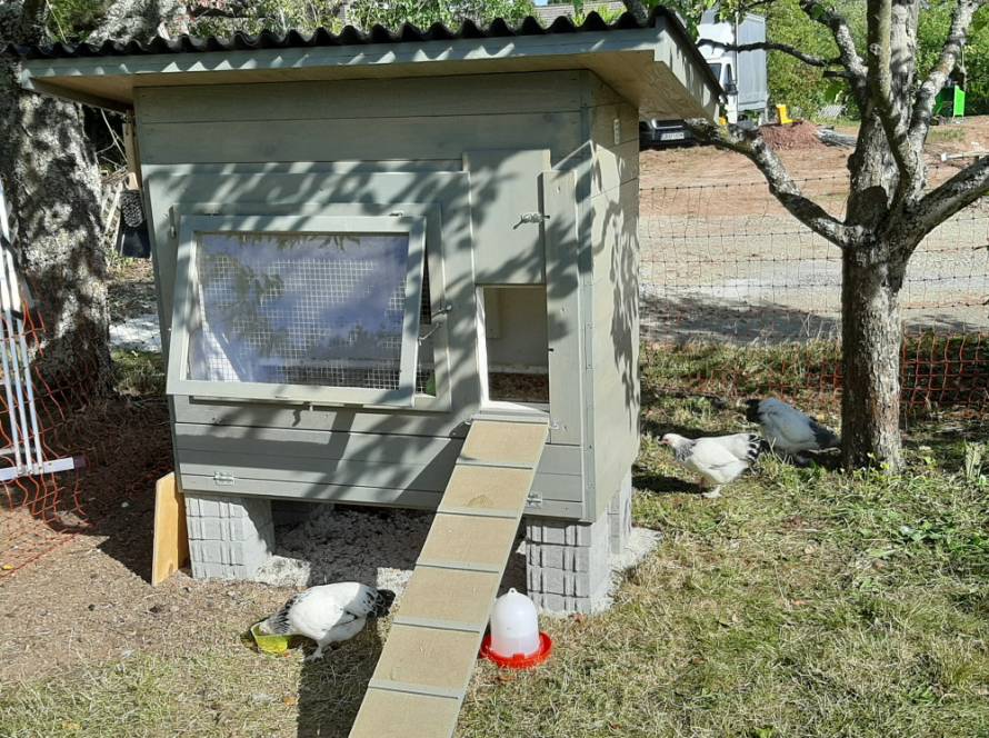 Ein angestrichenes Hühnerhaus mit Pultdach steht in einem Höhnergehege mit mehrerenHühnern.