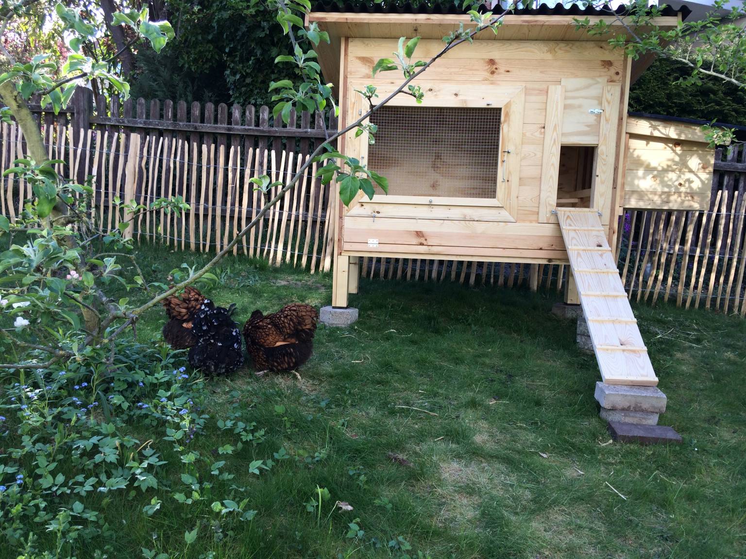 In einem Garten steht ein Hühnerstall mit Pultdach vor dem eien Gruppe von Höhner pickt.