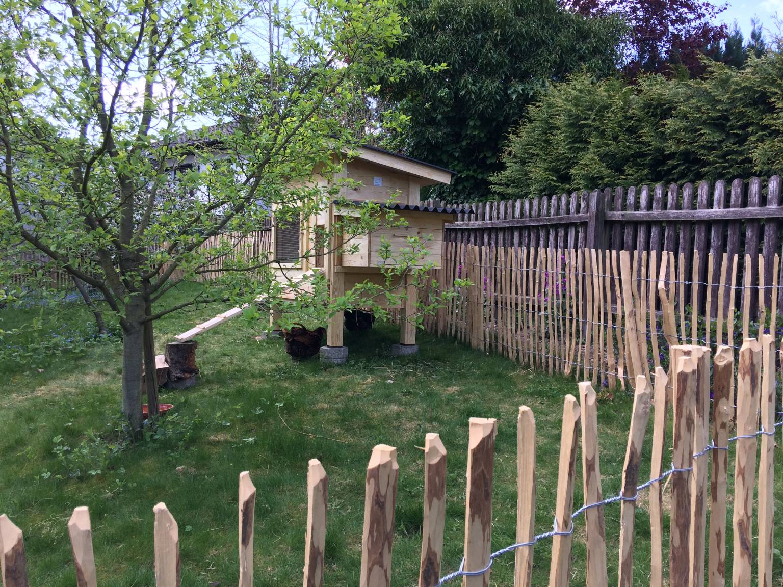 Seitenansicht des Hühnerstalls mit Rampe und Außenlegestelle.